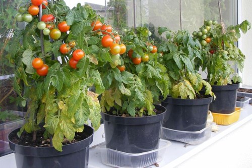 berkebun di rumah